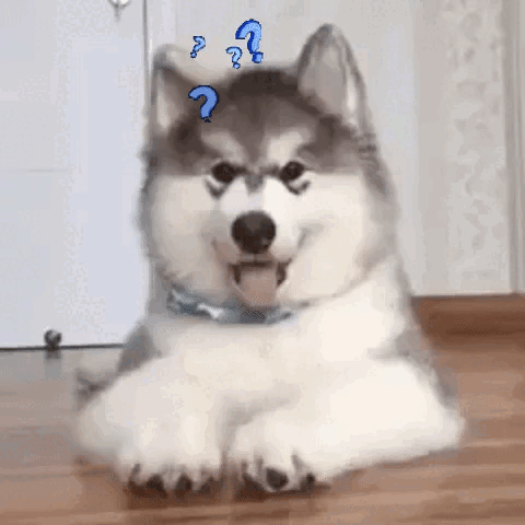 Husky schaut fragend in die Kamera