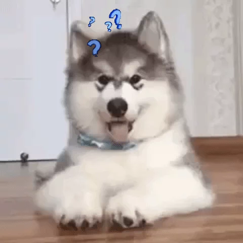Confused Dog